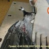 В Киеве старушка до полусмерти избила палкой ворону (фото)
