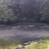 В Житомире река стала грязно-серой из-за дохлой рыбы (фото) 