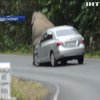У Таїланді слони почали полювати на автомобілі