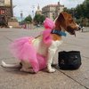 В Киеве прошел парад собак из фильма "Маска" (фото) 