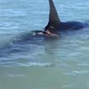 В США нашли гигантскую раненую акулу-людоеда (видео) 