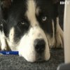 Працівники IT-компаній у США приходять на роботу з собаками