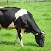 В Украине сократилось количество крупного домашнего скота