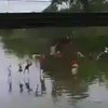 Жуткое видео: в Эквадоре рухнул мост с людьми
