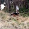 В Австралии схватку кенгуру и собаки показали на видео