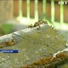 На Волині масово гинуть бджоли