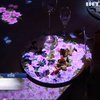 В ресторані Японії відвідувачі їдять з віртуальними рибами та метеликами на столі