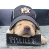 В Тайване появился самый милый полицейский в мире (фото)