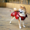 В Японии домашних животных нарядили в самурайские доспехи (фото)