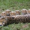 У зоопарку Праги народились гепардики (відео)