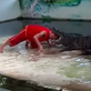 Крокодил прокусил голову дрессировщику на глазах у туристов (видео)