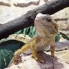 В Австралии поняли, как ящерицы меняют пол
