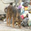 Львовский мусор: суд выпустил под залог директора предприятия по вывозу отходов