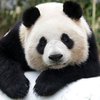 В Китае откроют первый туристический маршрут для любителей панд