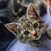 Жителя Луцка осудили на пять лет за жестокие издевательства над котенком