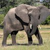 В Индии поймали убившего девять человек слона (видео)