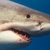 В США белая акула устроила охоту за байдаркой (видео)