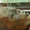 В Египте нашли огромное количество неизвестных мумий