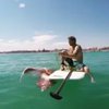 Гигантский осьминог украл доску у серфингиста (видео)