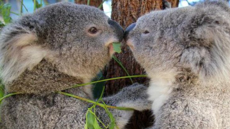 В Австралии голодная коала забрела в ресторан