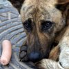 В Украине ужесточили наказание за жестокое обращение с животными