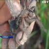 В ресторанах Камбоджі подають до столу смажених тарантулів