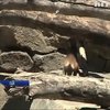В американському зоопарку показали дитинча снігової мавпи