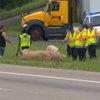 В США около двух сотен свиней разбежались по шоссе (видео) 