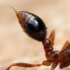 В Японии обнаружили смертельно опасных муравьев 