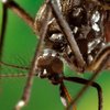 Как защититься от комаров: простые советы