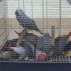 В Украину не впустили семь попугаев из Турции (фото) 
