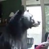 Медведь вломился в дом и "поиграл" на пианино (видео)