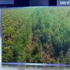На Одещині знищили 4 гектари конопель