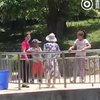 В зоопарке мама и дочка закидали бегемота камнями (видео) 