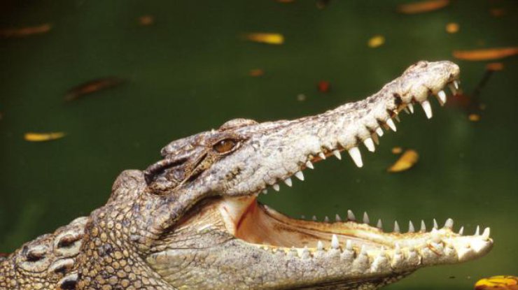 Крокодил съел девушку на глазах у семьи 
