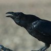 Ученые сделали невероятное открытие о воронах 