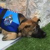 В Австралии собаку уволили из полиции за дружелюбие 