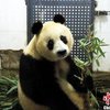 В Китае скончалась панда-долгожительница Сусу