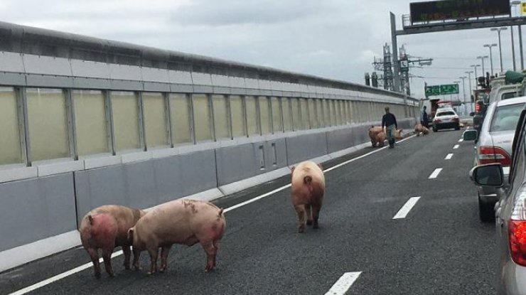 В Японии свиньи из перевернувшегося грузовика заблокировали движение (видео)