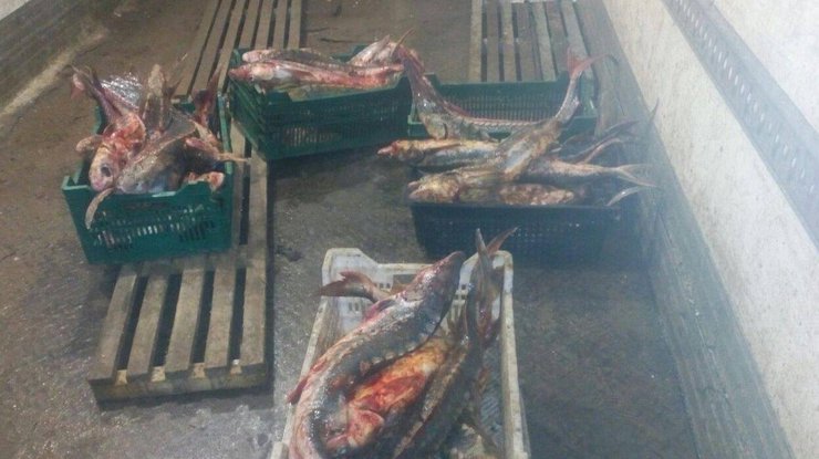 В Одесской области браконьер наловил рыбы на 2 млн гривен 
