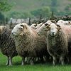 В Казахстане молния убила пастуха и 1,5 тысячи овец