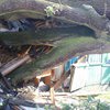 Под Житомиром огромный 700-летний дуб упал на жилой дом (фото)