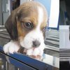 В Китае создали первую в мире клонированную собаку (фото)