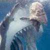 В США рыбак попытался вытащить акулу голыми руками из воды (видео)