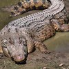 В США крокодил закусил на пляже скатом (видео) 