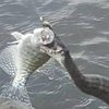 Неудачная рыбалка: водяная змея украла улов у рыбака (фото) 