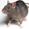 В Нью-Йорке борются с нашествием крыс