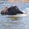 На Шри-Ланке 12 часов спасали тонущего слона (видео)