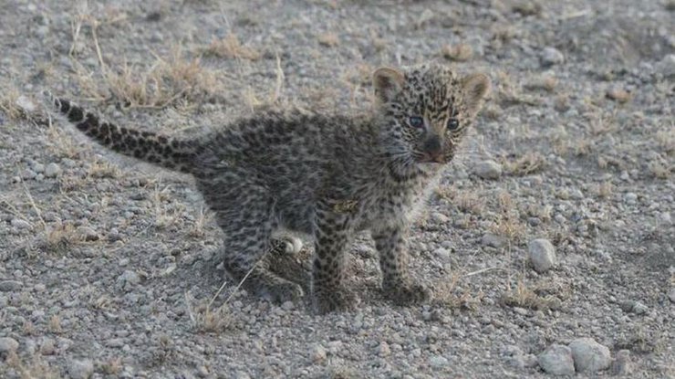 Львица стала приемной мамой для детеныша леопарда 