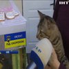 В Києві влаштували ярмарок вуличних котів